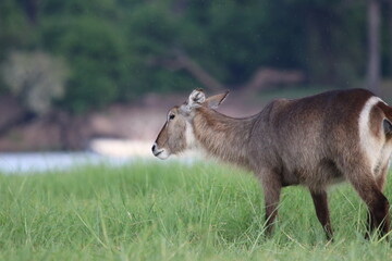 Wild African Waterbuck with baby by the Chobe River in Botswana