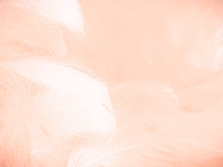 Fototapeta na wymiar Beautiful abstract orange and white feathers on white background, soft brown feather texture on white pattern background, yellow feather background