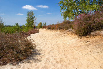 Fototapeta premium Heathland in National Park Maasduinen in the Netherlands
