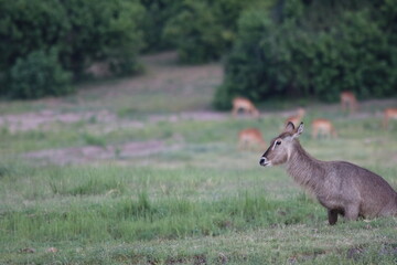 Wild African Waterbuck with baby by the Chobe River in Botswana