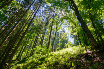 Fototapeta premium sunlight in the magestic forest. Wideangle forest shot 