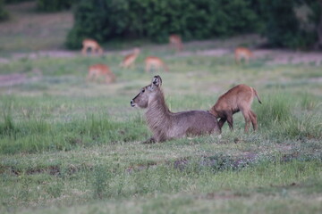 Wild African Waterbuck with baby by the Chobe River in Botswana