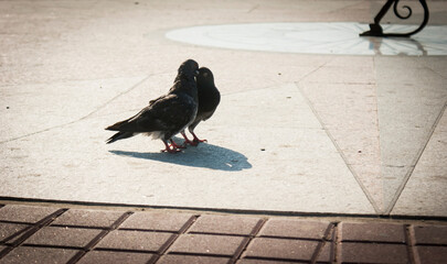 Kiss of two pigeons.