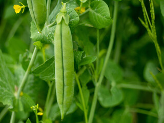 A pod of peas on a Bush. Leguminous plant.Vegetable protein.