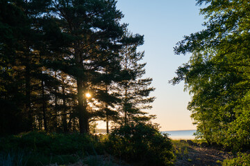 A beautiful view from the forest to the lake.