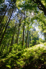 Obraz premium sunlight in the magestic forest. Wideangle forest shot 