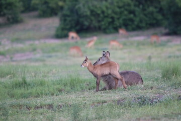 Wild African Waterbuck with baby by the Chobe River in Botswana
