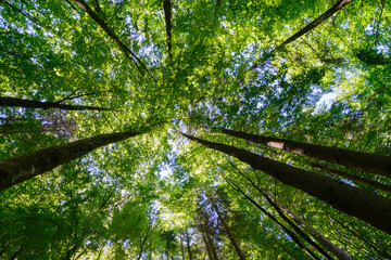 Fototapeta premium sunlight in the magestic forest. Wideangle forest shot 
