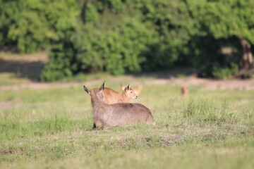 Wild African Waterbuck with baby by the Chobe River in Botswana