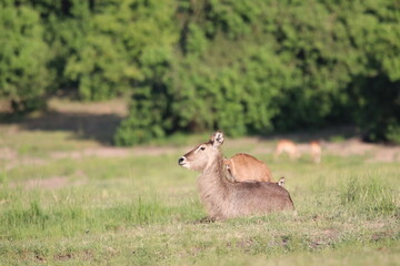 Wild African Waterbuck with baby by the Chobe River in Botswana
