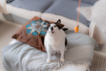 Gato blanco y negro con ojos azules sentado sobre un sofa, mira hacia arriba. Gato gordo