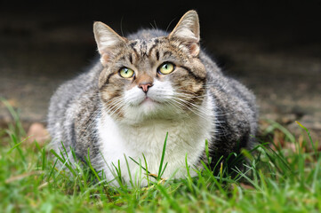 Fat cat lies on the grass with upturned eyes