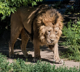 Asiatic Lion (Panthera leo persica)