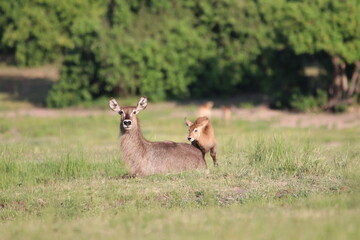 Wild African Waterbuck with baby by the Chobe River in Botswana