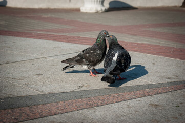 Kiss of two pigeons. Deep kiss in the Park.
