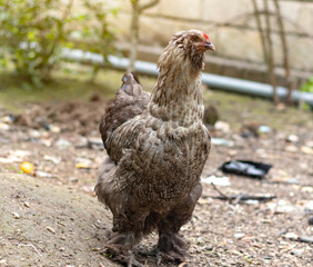 Beautiful chicken breed. Walking in the garden in the soft rays of sunset