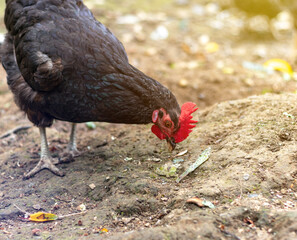 Beautiful chicken with curious expression. Close up view of healthy chicken from organic breeding on free range farm.