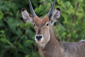 Wild African Waterbuck with baby by the Chobe River in Botswana