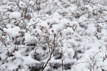 shrubs in the snow, white background