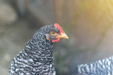 Beautiful chicken with curious expression. Close up view of healthy chicken from organic breeding on free range farm.