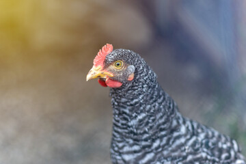 Beautiful chicken with curious expression. Close up view of healthy chicken from organic breeding on free range farm.