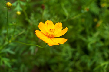 yellow flower on green background