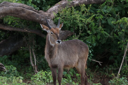 Wild African Waterbuck with baby by the Chobe River in Botswana