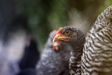 Beautiful chicken with curious expression. Close up view of healthy chicken from organic breeding on free range farm.