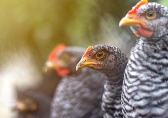 Beautiful chicken with curious expression. Close up view of healthy chicken from organic breeding on free range farm.