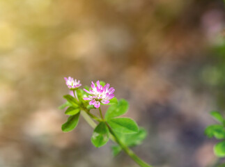 Field of clover flowers. Close up wild purple clover