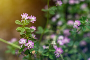 Fototapeta na wymiar Field of clover flowers. Close up wild purple clover