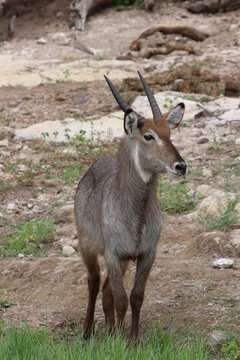 Wild African Waterbuck with baby by the Chobe River in Botswana