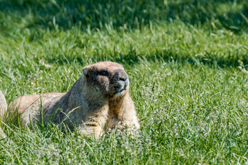 Bobak Marmot (Marmota bobak)