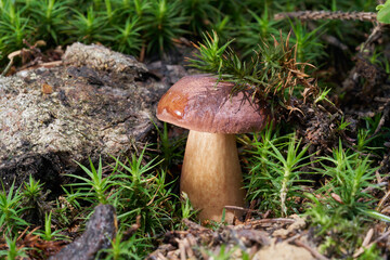 Edible mushroom Imleria badia in the spruce forest. Known as bay bolete. Wild mushroom in the moss.
