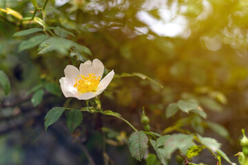 Beautiful blooming wild rose bush (dog rose, Rosa canina). Flowers of white dog-rose rosehip...