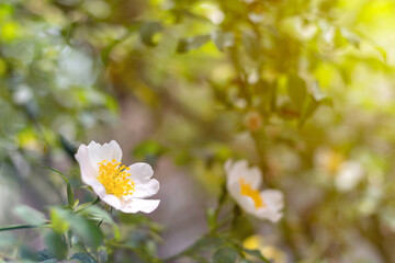 Beautiful blooming wild rose bush (dog rose, Rosa canina). Flowers of white dog-rose rosehip growing in nature