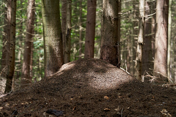 Large ant nest of Formica rufa species in the spruce forest. Spruce trees in background.