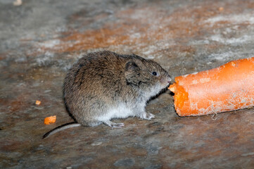 Tundra Vole (Microtus oeconomus) on Barents Sea coast, Timan tundra, Arctic,Russia