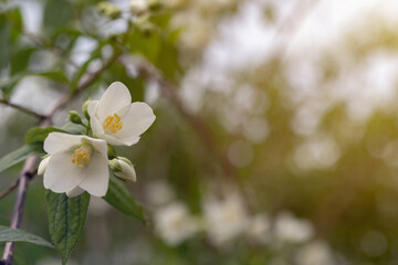 Fototapeta na wymiar Jasmine spring flowers. Close up of jasmine flowers in a garden