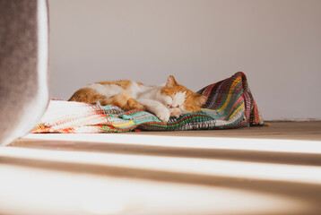 Orange and white cute cat sleeping on colorful blanket