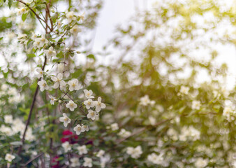 Jasmine spring flowers. Close up of jasmine flowers in a garden