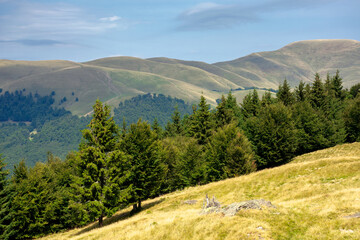 primeval beech forest on the mountain meadow. beautiful landscape in summer. grass and trees on the hills. beauty of transcarpathian nature
