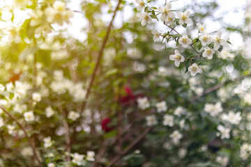 Jasmine spring flowers. Close up of jasmine flowers in a garden