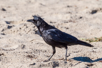 American Crow (Corvus brachyrhynchus) in Malibu Lagoon, California, USA