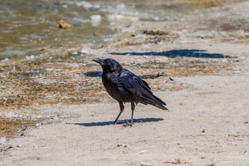 American Crow (Corvus brachyrhynchus) in Malibu Lagoon, California, USA