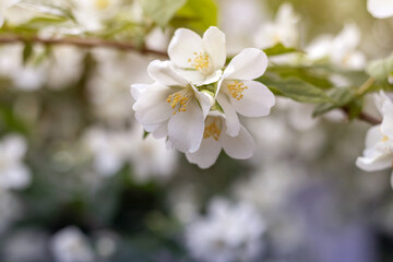 Jasmine spring flowers. Close up of jasmine flowers in a garden