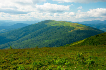 Fototapeta premium summer landscape of runa mountain. grassy hills of alpine meadow (polonyna). beautiful destination of ukrainian carpathians. clouds on the sky
