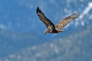 Fototapeta premium Juvenile Bald Eagle