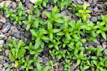 Mint plant grow at vegetable garden. Fresh peppermint in a garden.