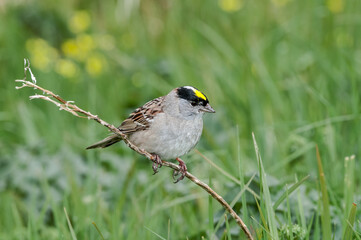 Golden-crowned Sparrow (Zonotrichia atricapilla) at Chowiet Island, Semidi Islands, Alaska, USA